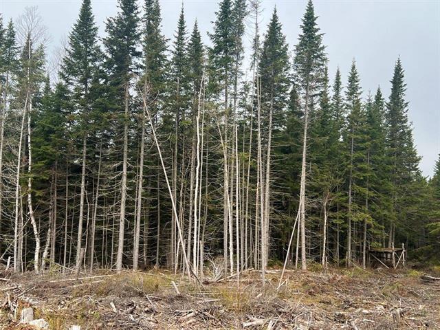 Ste-Apolline-de-Patton (Chaudière-Appalaches) : Terre à bois de 353 acres, vaste territoire de chasse, coupe de bois — photo 2