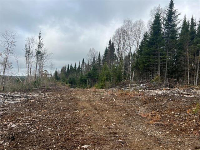Ste-Apolline-de-Patton (Chaudière-Appalaches) : Terre à bois de 353 acres, vaste territoire de chasse, coupe de bois — photo 3