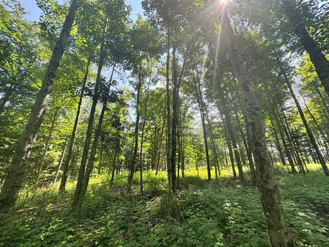 Terre à bois, petite érablière, excellent territoire de chasse, dixvilli près de Coaticook, Estrie — photo 1