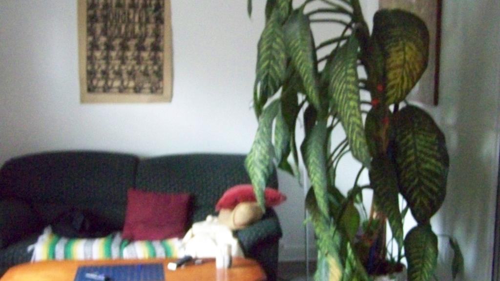 recherche colocataire autonome, — photo 3