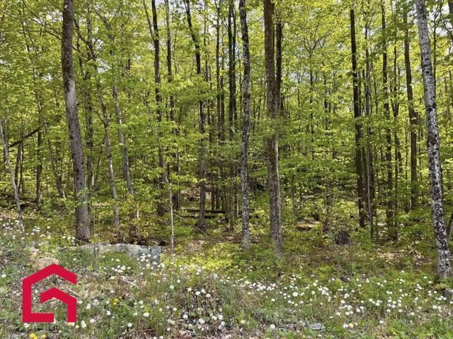 Terrain — photo 2