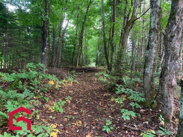 Terrain — photo 1