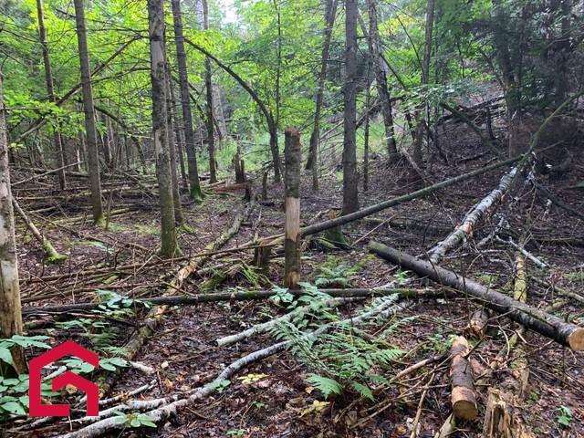 Terrain — photo 2