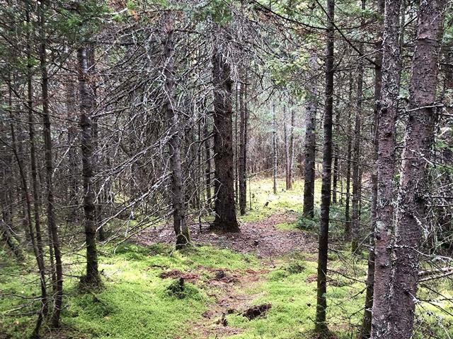 Terrain — photo 1