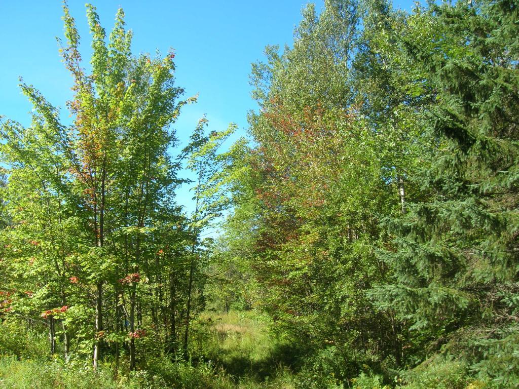 Terrain de villégiature – 10,5 acres zoné blanc — photo 1