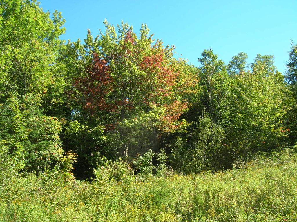 Terrain de villégiature – 10,5 acres zoné blanc — photo 2