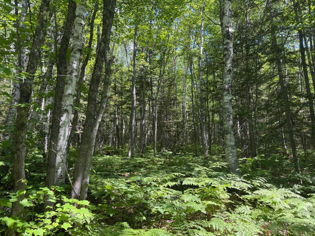 Terre à bois de 57 acres à vendre — photo 1