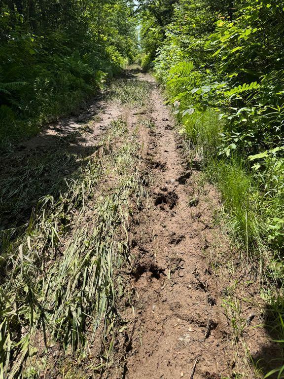 Terre à bois de 57 acres à vendre — photo 2