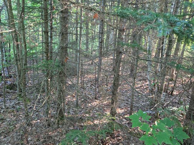 Terrain — photo 2