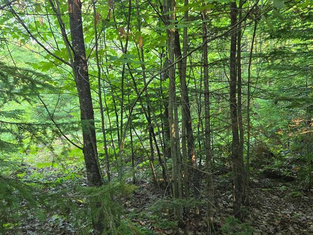 Terrain — photo 3