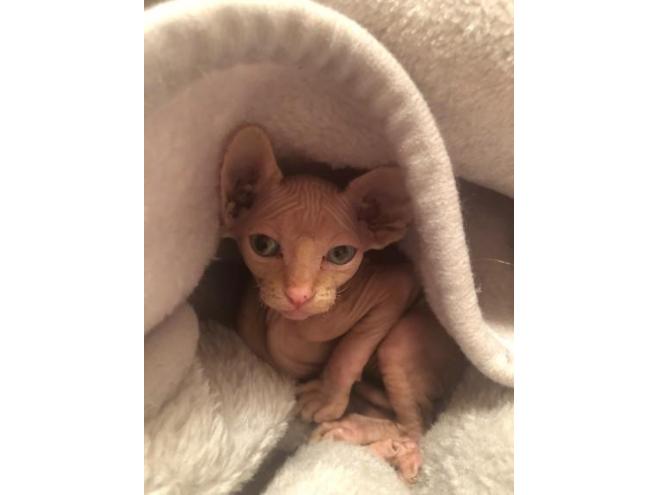 Chatons Sphynx A Vendre A Vendre A Autres Pays Lespac Com Animaux Autres Pays