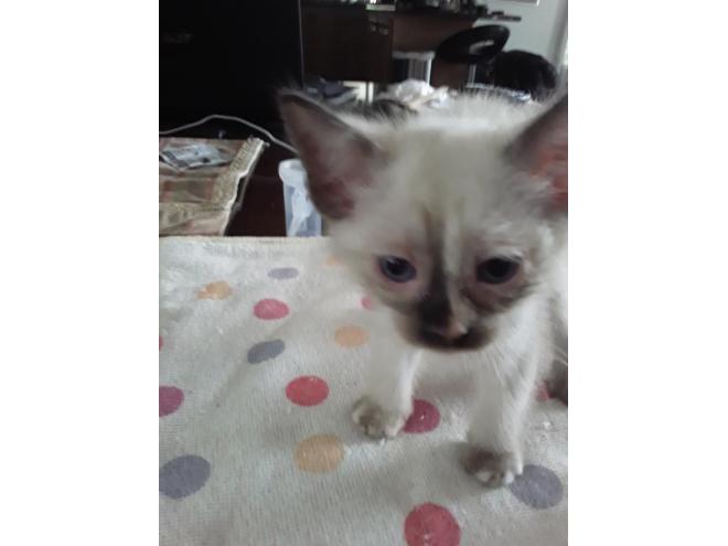 Munchkin Chatons A Vendre A Nicolet Lespac Com Animaux Nicolet