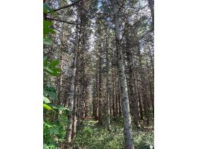 Terre à bois (prête à récolter et constructible)