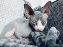 Chat Sphynx A Vendre Ville De Quebec