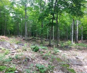 Terrain — photo 2