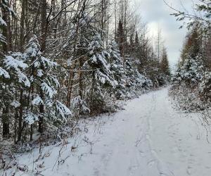 Terrain — photo 2