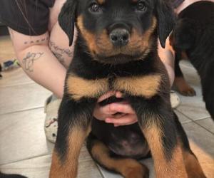 Rottweiler for sale Québec | LesPAC