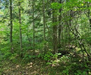 Terrain — photo 3