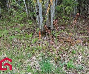 Terrain — photo 1
