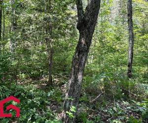 Terrain — photo 3
