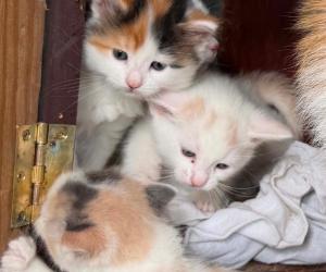 CHAT ET CHATTE D'ESPAGNE  (450) 271-5400 — photo 1