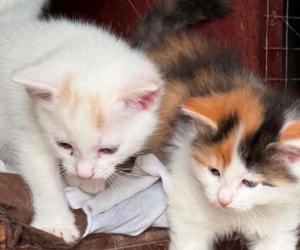 CHAT ET CHATTE D'ESPAGNE  (450) 271-5400 — photo 2