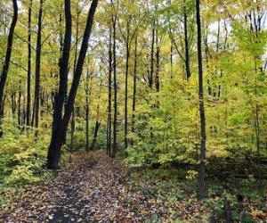 Terrain a vendre de 16,000 pieds 2 au Lac St charles — photo 1