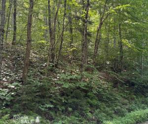 281 Chemin du Lac Litchfield, Campbell's Bay, QC, Canada — photo 1